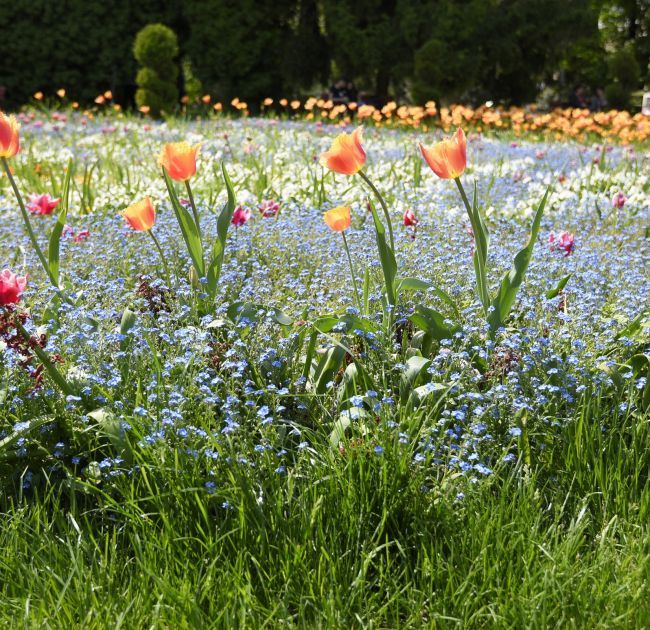 The Large Garden The Large Garden